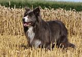 BORDER COLLIE 1079